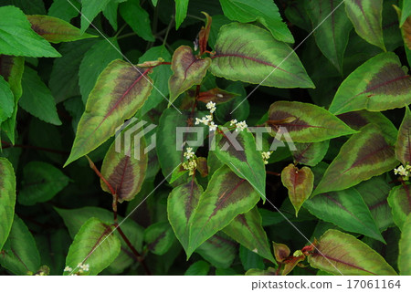 Permicaria·microkephala'Red Dragon',其中尖葉有紫色或灰色紫色圖案 Permicaria·microkephala'Red Dragon',其中尖葉有紫色或灰色紫色圖案 17061164