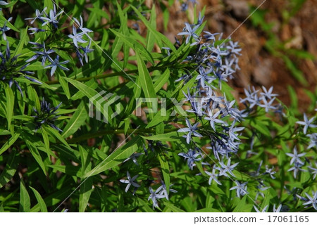 藍紫色的星狀花 藍紫色的星狀花 17061165