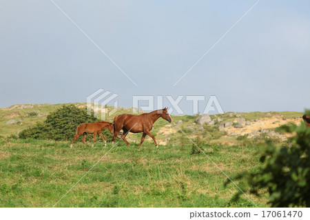 Horse Horse 17061470