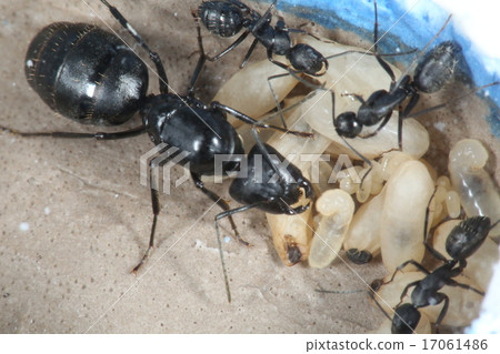 Stock Photo: worker ant, pupa, chrysalis