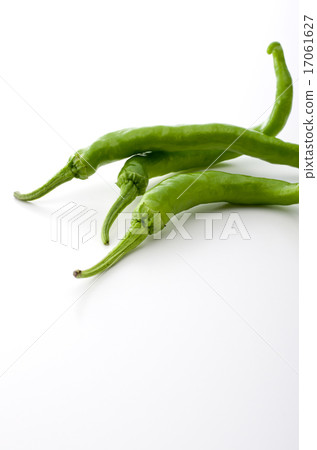 Sweet long bean sprout 17061627