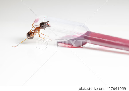 ant on an pipette ant on an pipette 17061969