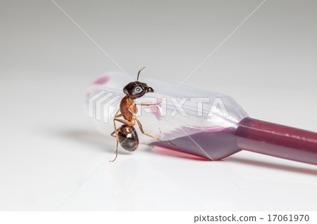ant on an pipette 17061970