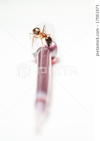 ant on an pipette 17061973
