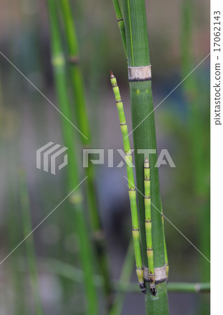 Toxa發芽 Toxa發芽 17062143