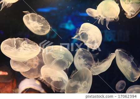 Shinagawa aquarium jellyfish Shinagawa aquarium jellyfish 17062394