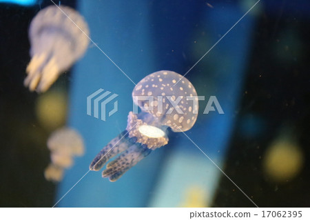 Shinagawa aquarium jellyfish 17062395