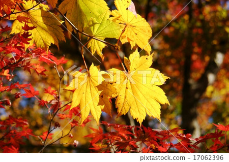 Yellow leaves 17062396
