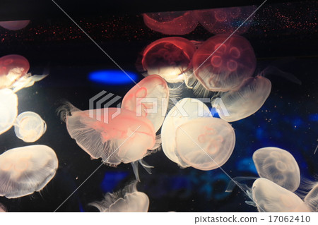 品川水族館水母 17062410