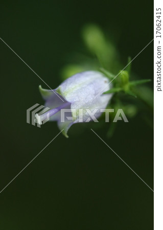 花柱從天然植物Tsuriganinjin突然出現,鐘形花冠向前彎曲 花柱從天然植物Tsuriganinjin突然出現,鐘形花冠向前彎曲 17062415