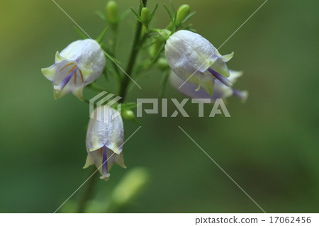 Natural plants Tigrisaninjin, flowers turning round in the summer to autumn will bloom in sequence 17062456