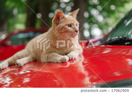Cat Cat 17062909