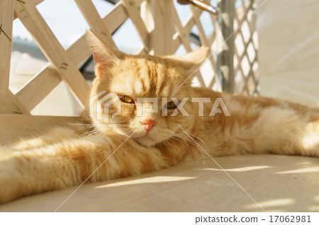 Cat  17062981