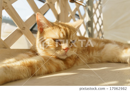 Cat  17062982