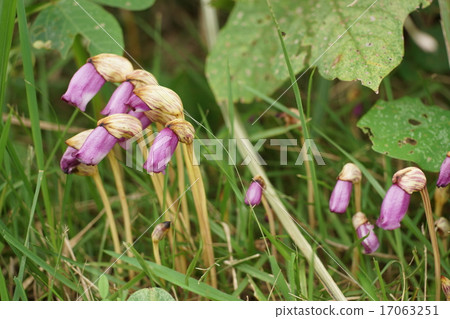 在小宮公園的Nambangel 17063251