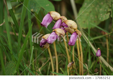 在小宮公園的Nambangel 17063252