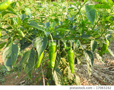 Just buy it and plant it. Cultivation of pepper which can be easily harvested at home garden. 17063282