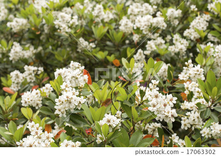 分享花束 17063302