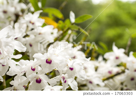 White Sekokoku flower 17063303