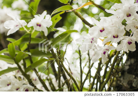 White Sekokoku flower 17063305