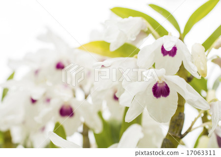 White Sekokoku flower 17063311