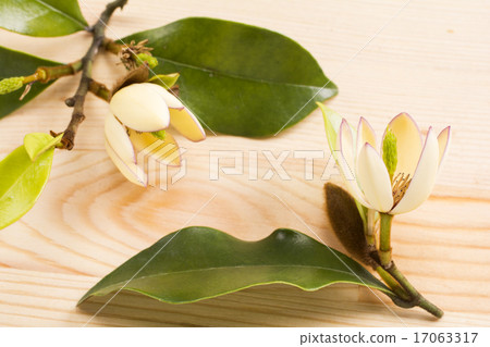 Flower of black-tailed ogatama on wooden board 17063317