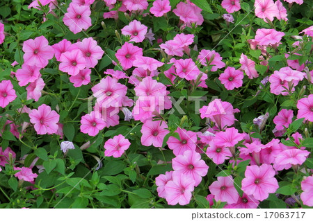 Petunia's flower bed 17063717