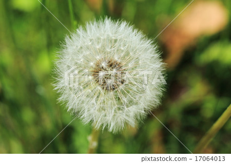 Dandelion's fluff Dandelion's fluff 17064013