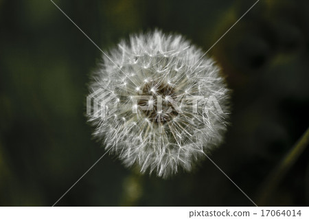 Dandelion's fluff Dandelion's fluff 17064014