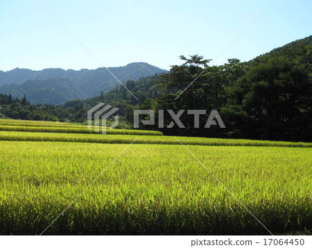 農村 17064450