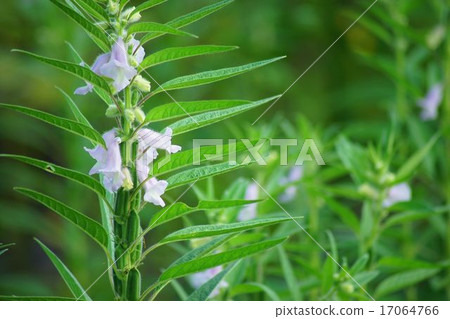 Sesame Flower 17064766