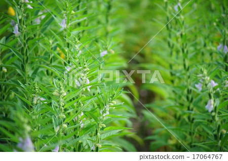 Sesame cultivation 17064767