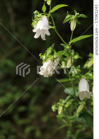 天然植物Yama Hotarubukuro，“螢火蟲刷”的變種。似乎其中一個特徵是萼片之間的空間被提升 17065243