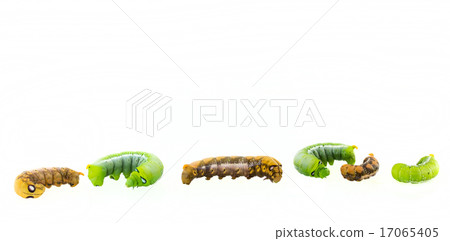 collection of six worms in action isolated collection of six worms in action isolated 17065405
