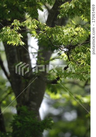 Green tree Green tree 17065469