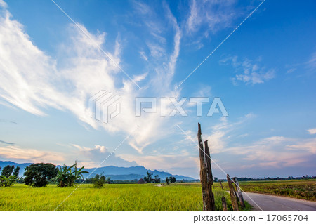 Rice field Rice field 17065704