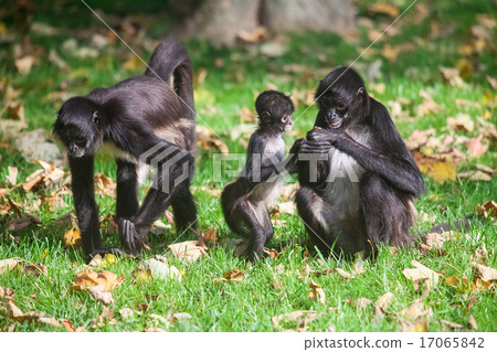 Geoffroy's Spider Monkey. Ateles geoffroyi 17065842