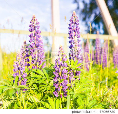 Wild-growing flowers of a lupine in the field  17066780