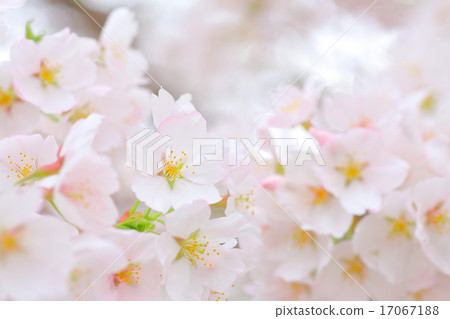 Cherry tree in full bloom Cherry tree in full bloom 17067188