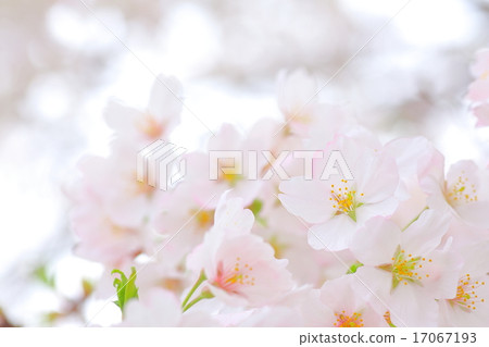 櫻花盛開 17067193