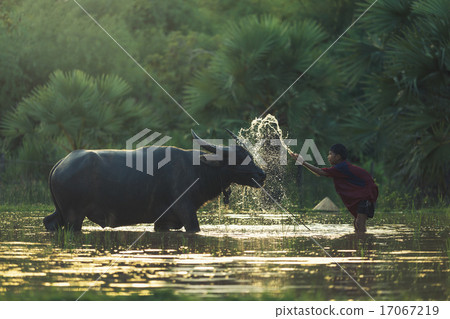 Children bathe the buffalo Children bathe the buffalo 17067219