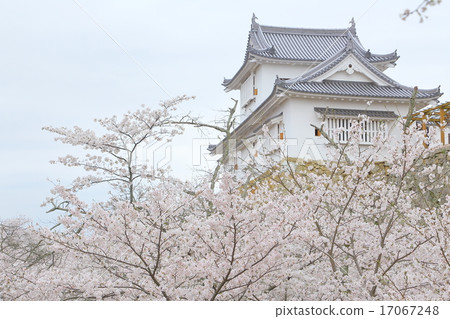 Tsuyama Castle in Okayama Prefecture, cherry blossoms in full bloom 17067248