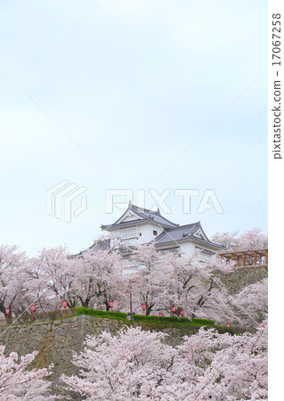 岡山縣的津山城,櫻花盛開 岡山縣的津山城,櫻花盛開 17067258