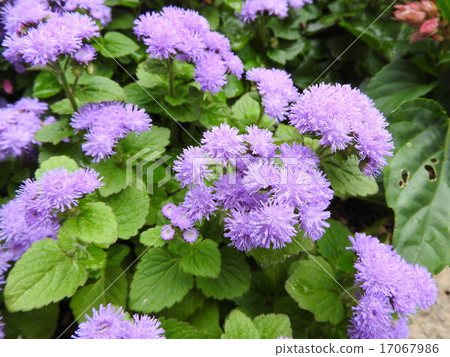 Agelatum where small flowers similar to thistle bloom densely and bloom at the branched stem tip. 17067986