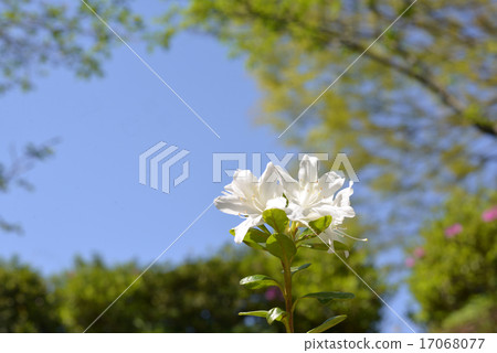 Azalea Azalea 17068077