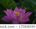 Bee and Lotus Flower 17068090