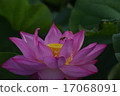 Bee and Lotus Flower 17068091