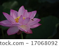 Bee and Lotus Flower 17068092