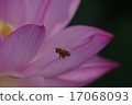 Bee and Lotus Flower 17068093