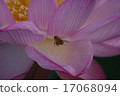 Bee and Lotus Flower 17068094